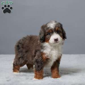 Honey, Mini Bernedoodle Puppy